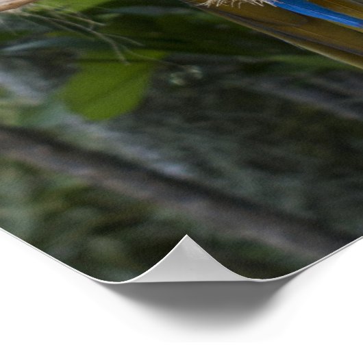 青と黄色のマカオのポスター ポスター (角)