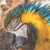 青と黄色のマカオポートレート シール (正面)