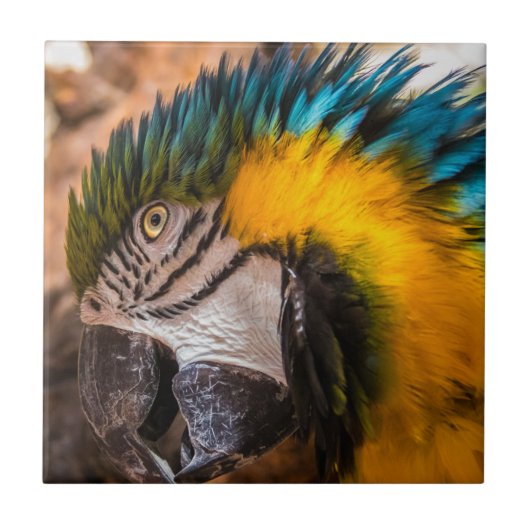 青と黄色のマカオポートレート タイル (正面)