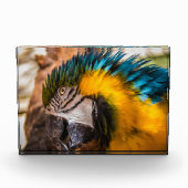 青と黄色のマカオポートレート フォトブロック (正面)