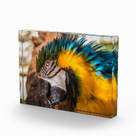 青と黄色のマカオポートレート フォトブロック