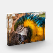 青と黄色のマカオポートレート フォトブロック (左)