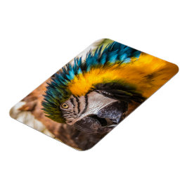 青と黄色のマカオポートレート マグネット