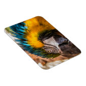 青と黄色のマカオポートレート マグネット (右側)