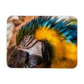 青と黄色のマカオポートレート マグネット (横)