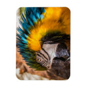 青と黄色のマカオポートレート マグネット (縦)