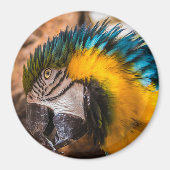 青と黄色のマカオポートレート マグネット (正面)