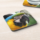 青と黄色のマカオ コースター (左側)