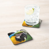 青と黄色のマカオ コースター (右側)