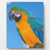 青と黄色のマカオ フォトプラーク (正面)