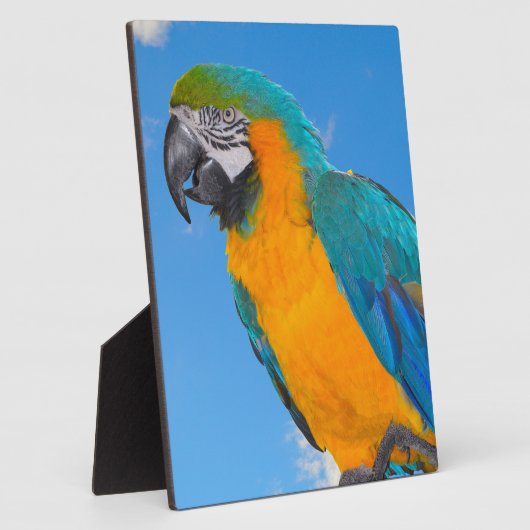 青と黄色のマカオ フォトプラーク (側面)