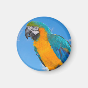 青と黄色のマカオ マグネット