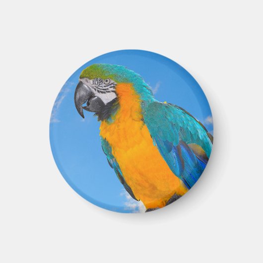 青と黄色のマカオ マグネット (正面)