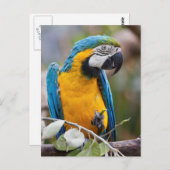 青と黄色のマコーポストカード ポストカード (正面/裏面)