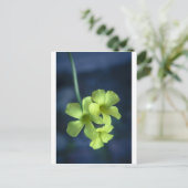 青と黄色の花 ポストカード (スタンド正面)