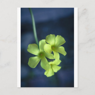 青と黄色の花 ポストカード