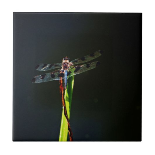 青と黒のトンボが緑と赤の草の上に タイル (正面)