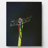 青と黒のトンボが緑と赤の草の上に フォトプラーク (正面)