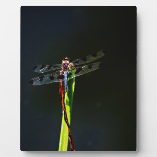 青と黒のトンボが緑と赤の草の上に フォトプラーク (正面)