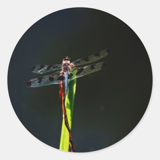 青と黒のトンボが緑と赤の草の上に ラウンドシール (正面)