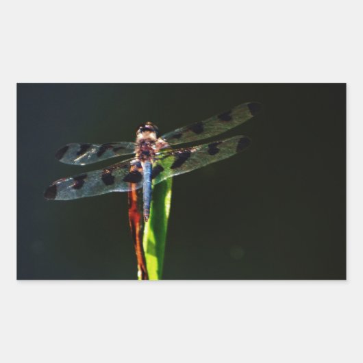 青と黒のトンボが緑と赤の草の上に 長方形シール (正面)