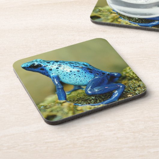 青と黒の毒ダーツカエル コースター (左側)