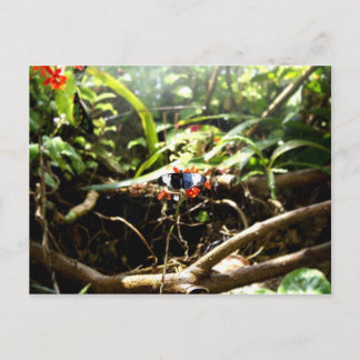 青と黒の蝶 ポストカード