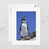 青のペンギン ポストカード (正面/裏面)