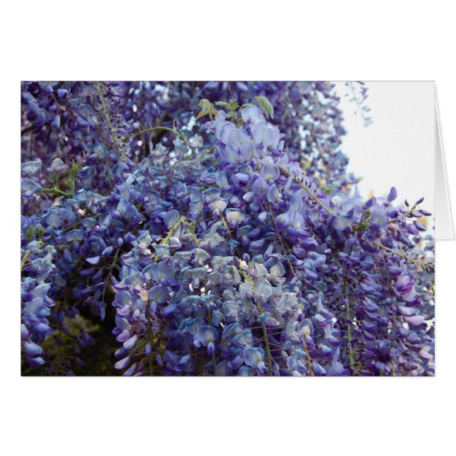 青の芳香 (正面横)