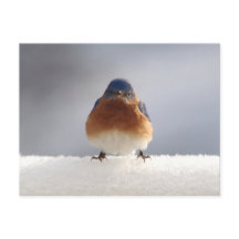 青はっきりした鳥