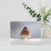 青はっきりした鳥 シーズンポストカード (スタンド正面)