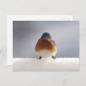 青はっきりした鳥 シーズンポストカード (正面/裏面)