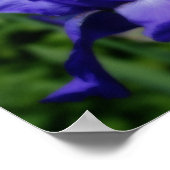 青ひげ菖蒲フラワーポスター ポスター (角)