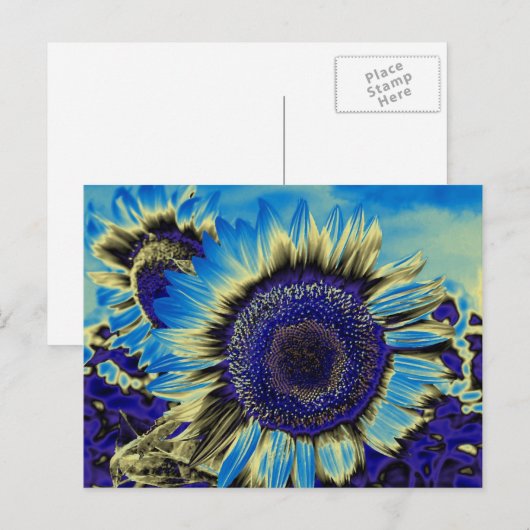 青ひまわり ポストカード (正面/裏面)
