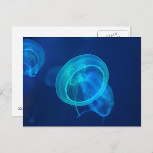 青クラゲ ポストカード (正面/裏面)