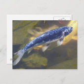 青コイはがき ポストカード (正面/裏面)