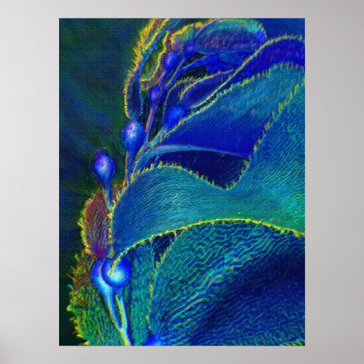 青コンブ ポスター (正面)