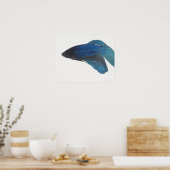 青シャムの戦闘魚 ポスター (キッチン)