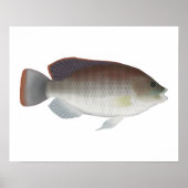 青タリピア ポスター (正面)