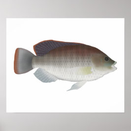 青タリピア ポスター