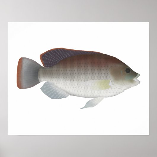 青タリピア ポスター (正面)