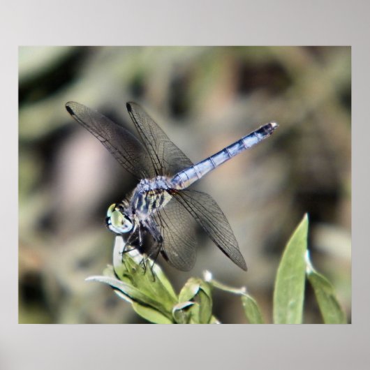 青トンボプリント ポスター (正面)