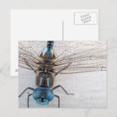 青トンボ葉書 ポストカード (正面/裏面)