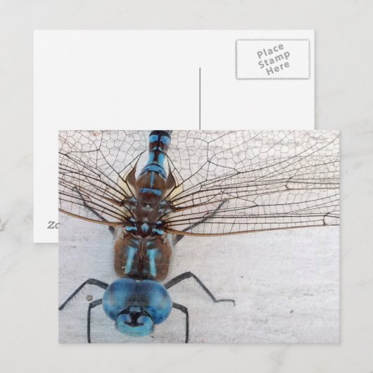 青トンボ葉書 ポストカード (正面/裏面)