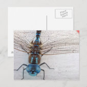 青トンボ葉書 ポストカード (正面/裏面)