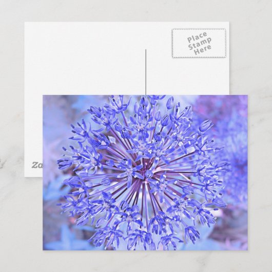 青ネギの花 ポストカード (正面/裏面)