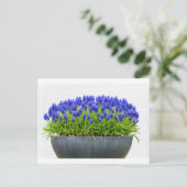 青ブドウのヒヤシンスを持つ灰色の金属製の花箱 ポストカード (スタンド正面)
