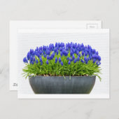 青ブドウのヒヤシンスを持つ灰色の金属製の花箱 ポストカード (正面/裏面)