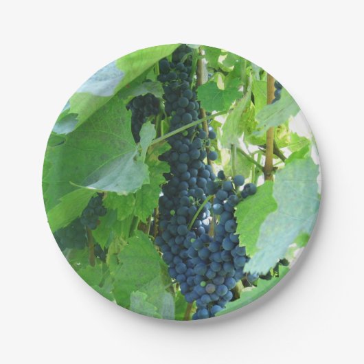 青ブドウ ペーパープレート (正面)