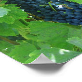 青ブドウ ポスター (角)